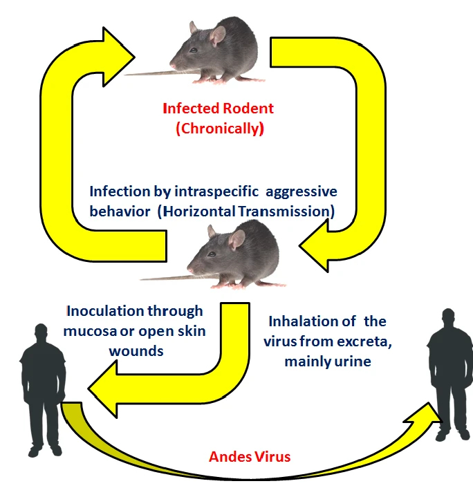 Virus Hanta: những điều cần biết để bảo vệ sức khỏe