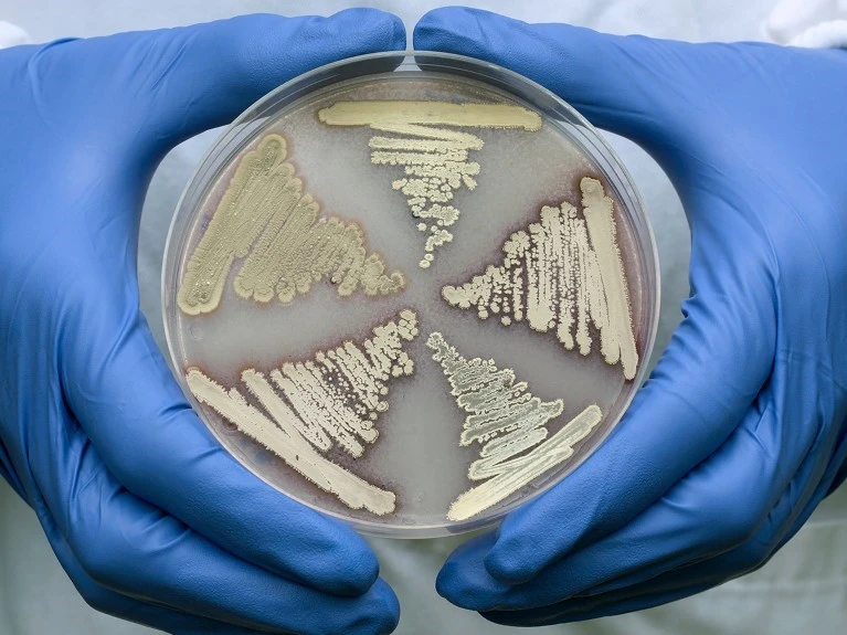 Vi khuẩn Streptomyces