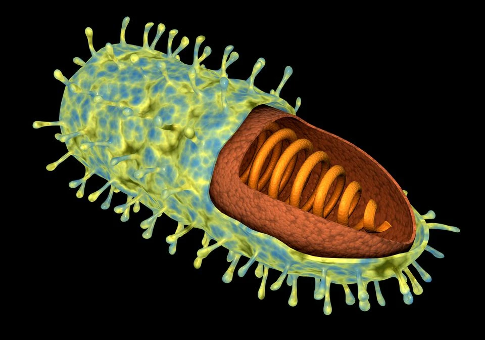 4308678 rabiesvirus